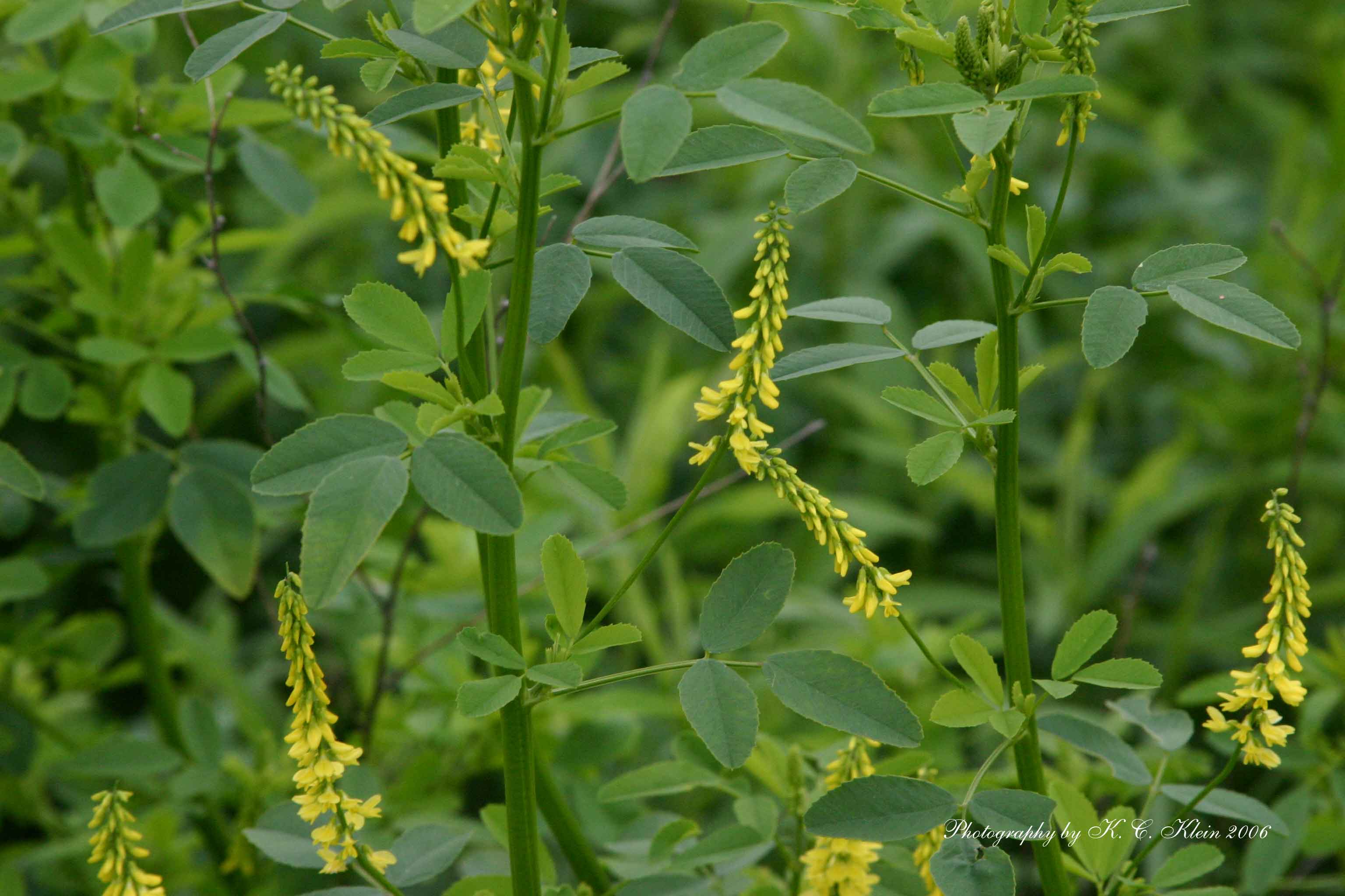 Yellow sweetclover | National Railroad Contractors Association