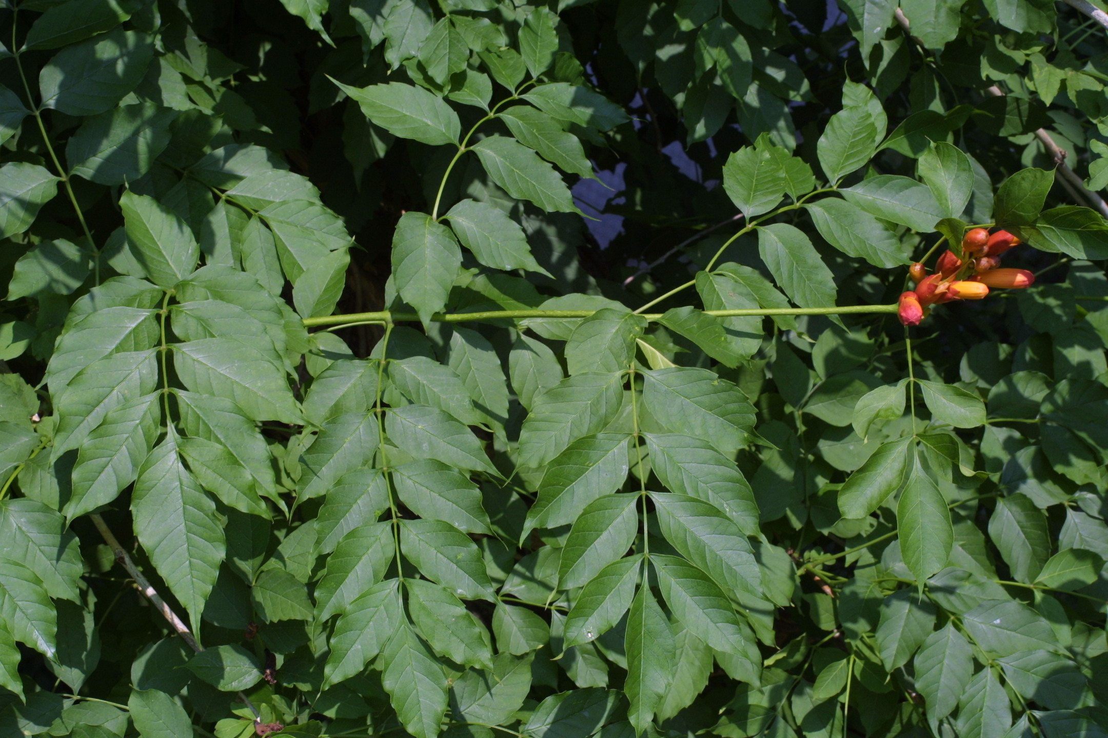 trumpet creeper leaf vine railroad vines weed punture seed